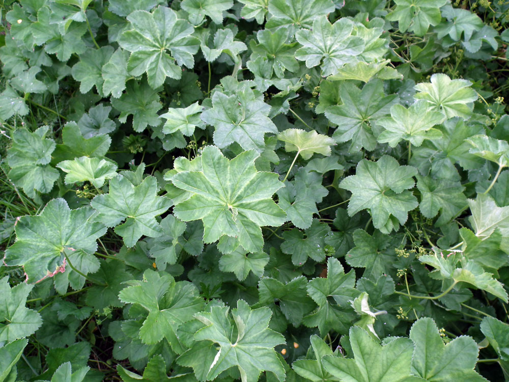 Image of genus Alchemilla specimen.