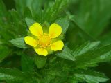 Potentilla norvegica. Цветок. Московская обл., Раменский р-н, Хрипань, дачный участок. 10.06.2005.