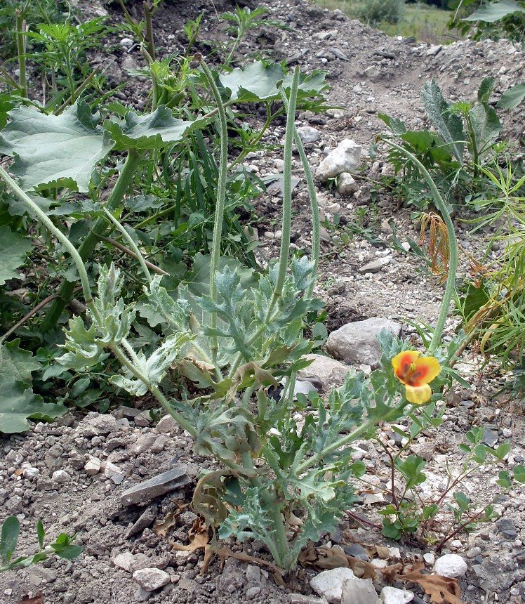 Image of Glaucium corniculatum specimen.