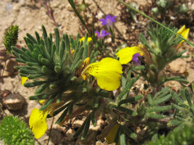 Image of Ajuga chia specimen.