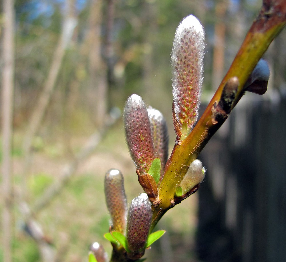 Image of Salix udensis specimen.