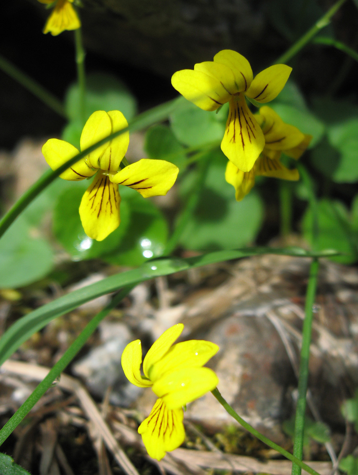 Image of Viola biflora specimen.