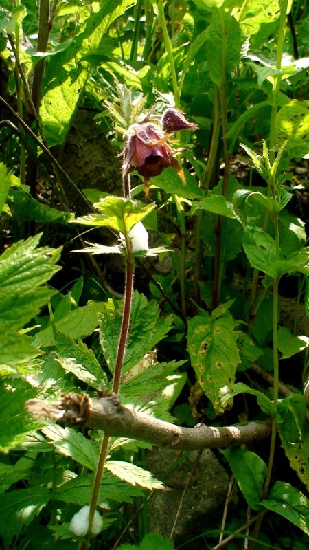 Image of Geum rivale specimen.