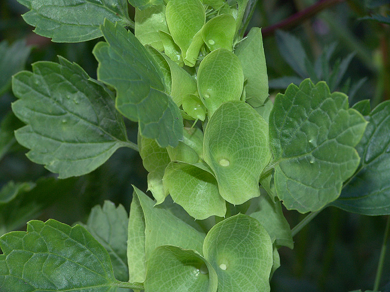 Image of Moluccella laevis specimen.