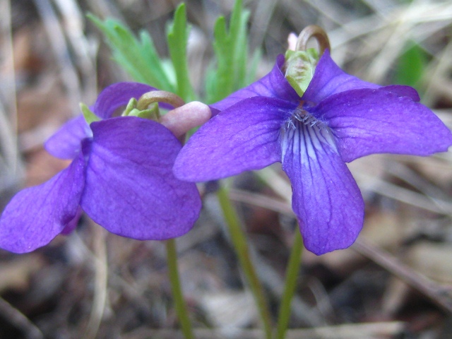 Image of Viola dissecta specimen.