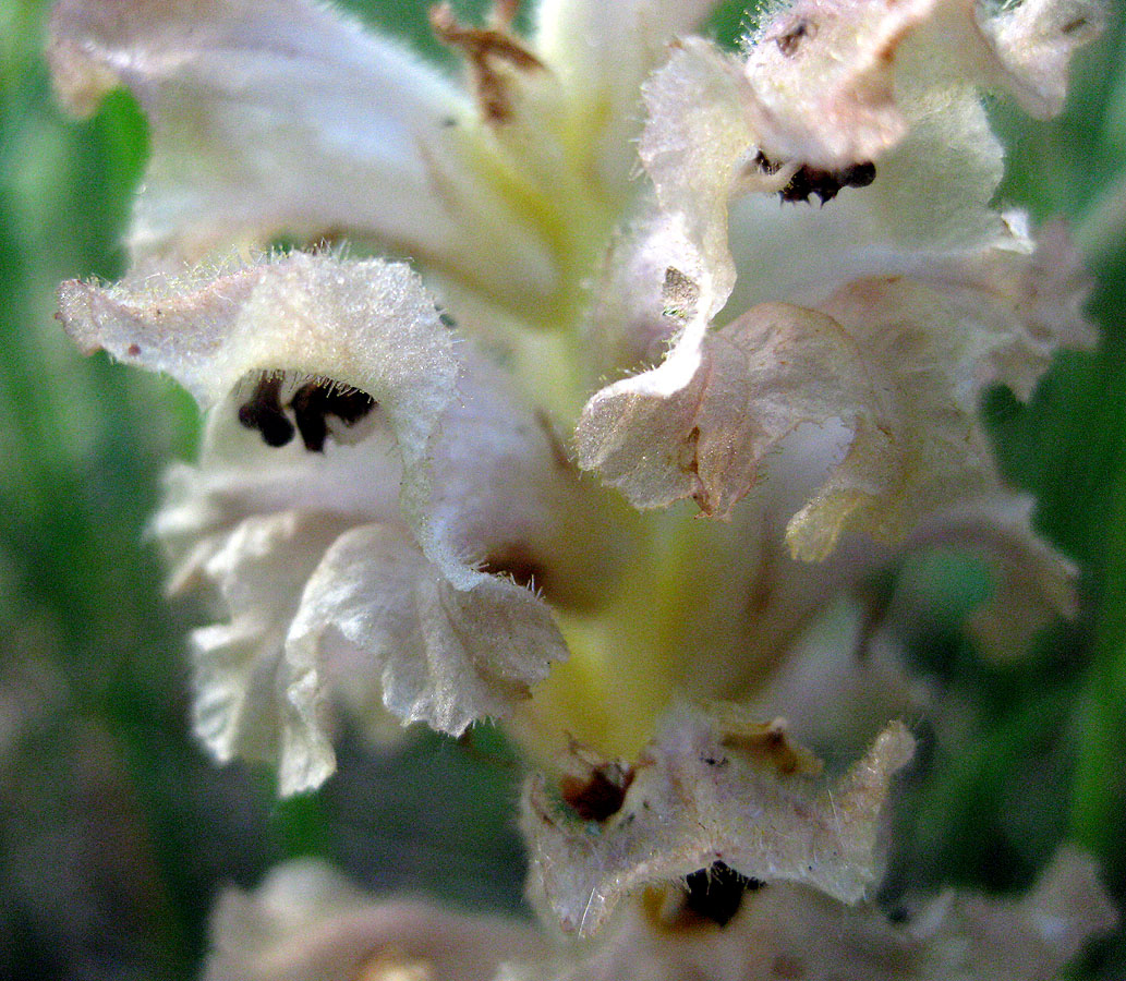 Изображение особи Orobanche caryophyllacea.