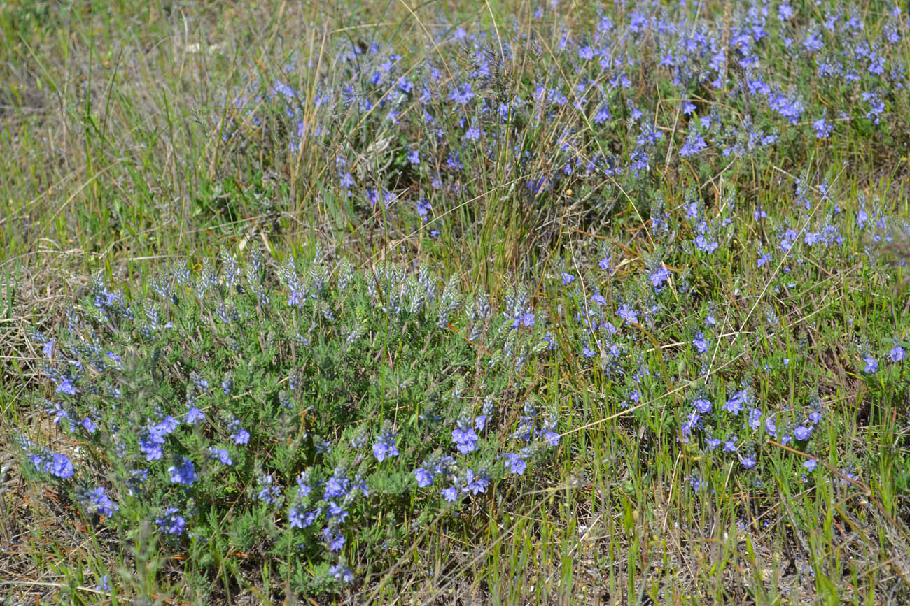 Image of Veronica capsellicarpa specimen.