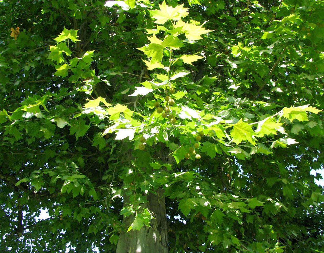 Изображение особи Platanus orientalis.