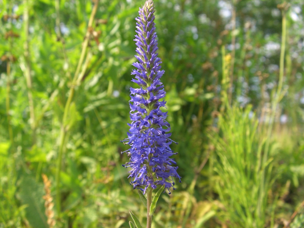 Изображение особи Veronica spicata.