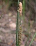 Carex flacca. Мужское (вверху), отцветшее женское (внизу) соцветия и часть листа. Israel, Mount Carmel. Март 2008 г.
