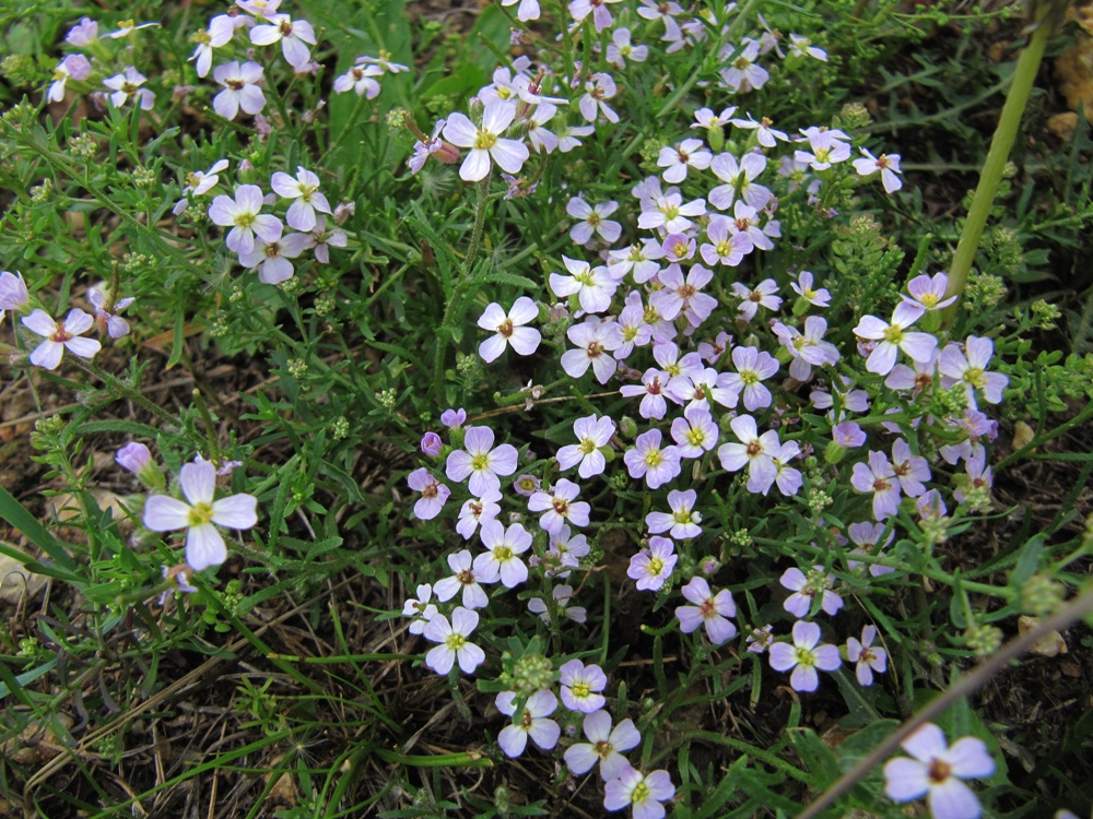 Image of Dontostemon integrifolius var. glandulosus specimen.