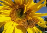 Helianthus annuus. Соцветие с кормящейся бабочкой - самцом большой лесной перламутровки (перламутровки пафии). Республика Бурятия, Баунтовский эвенкийский район, пос. Северный, в культуре. Середина августа 2012 г.