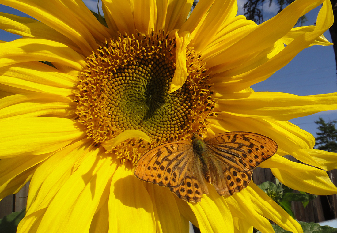 Image of Helianthus annuus specimen.