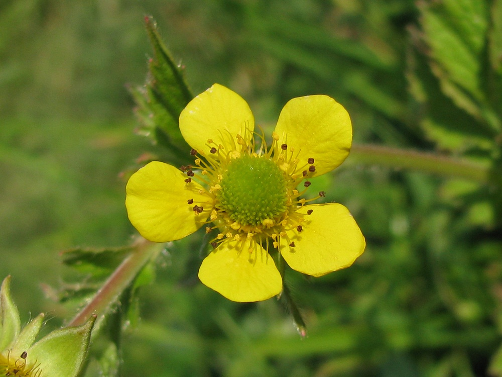 Image of Geum aleppicum specimen.