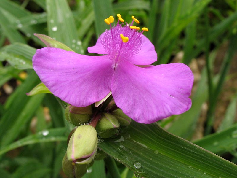 Изображение особи Tradescantia virginiana.