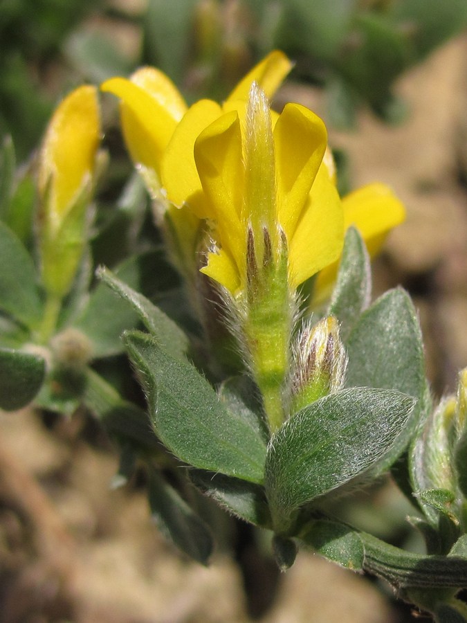 Изображение особи Genista scythica.