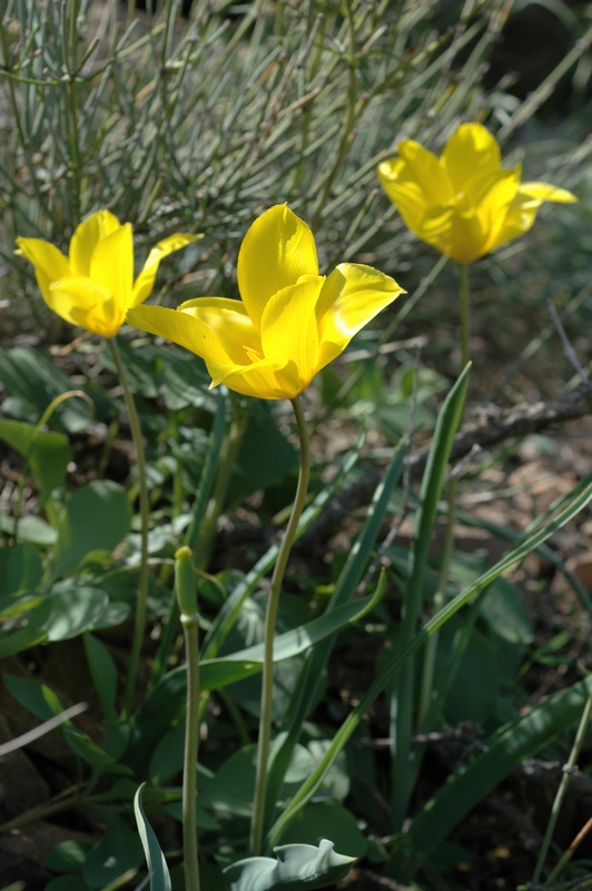 Изображение особи Tulipa brachystemon.