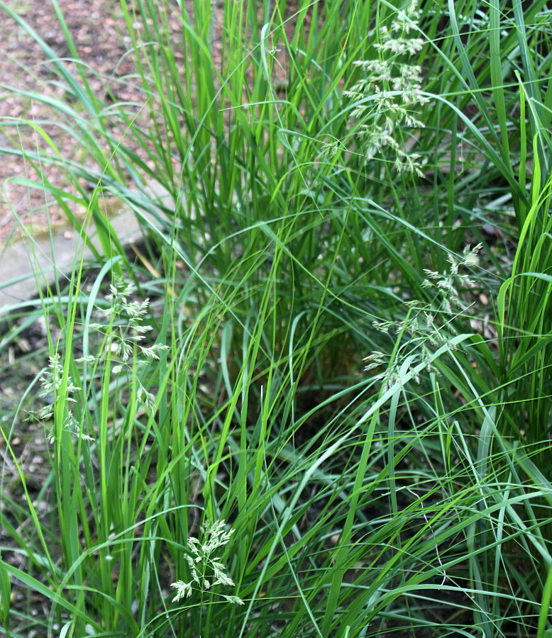 Image of genus Poa specimen.