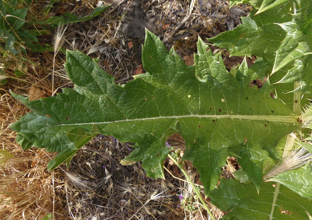 Image of Onopordum tauricum specimen.