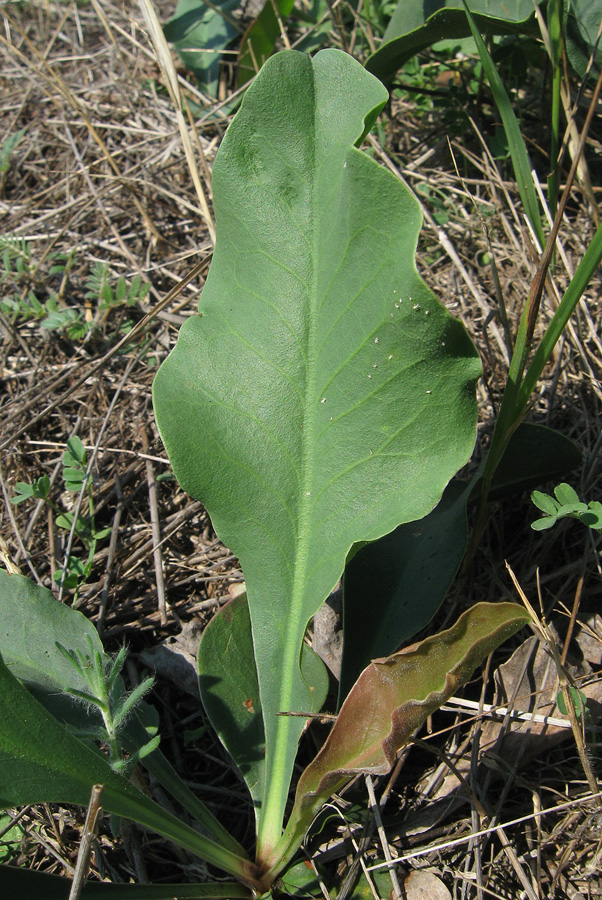 Image of genus Limonium specimen.