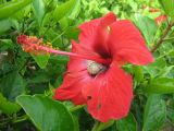 Hibiscus rosa-sinensis