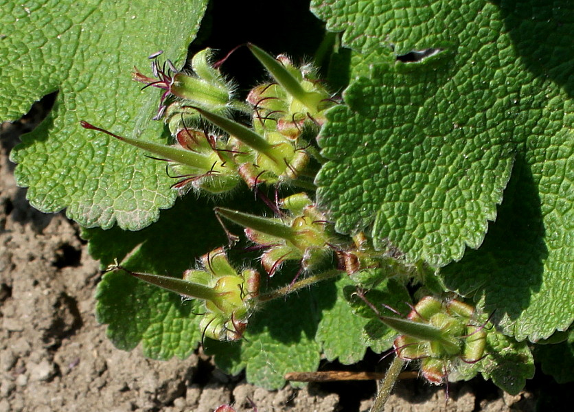 Image of Geranium renardii specimen.