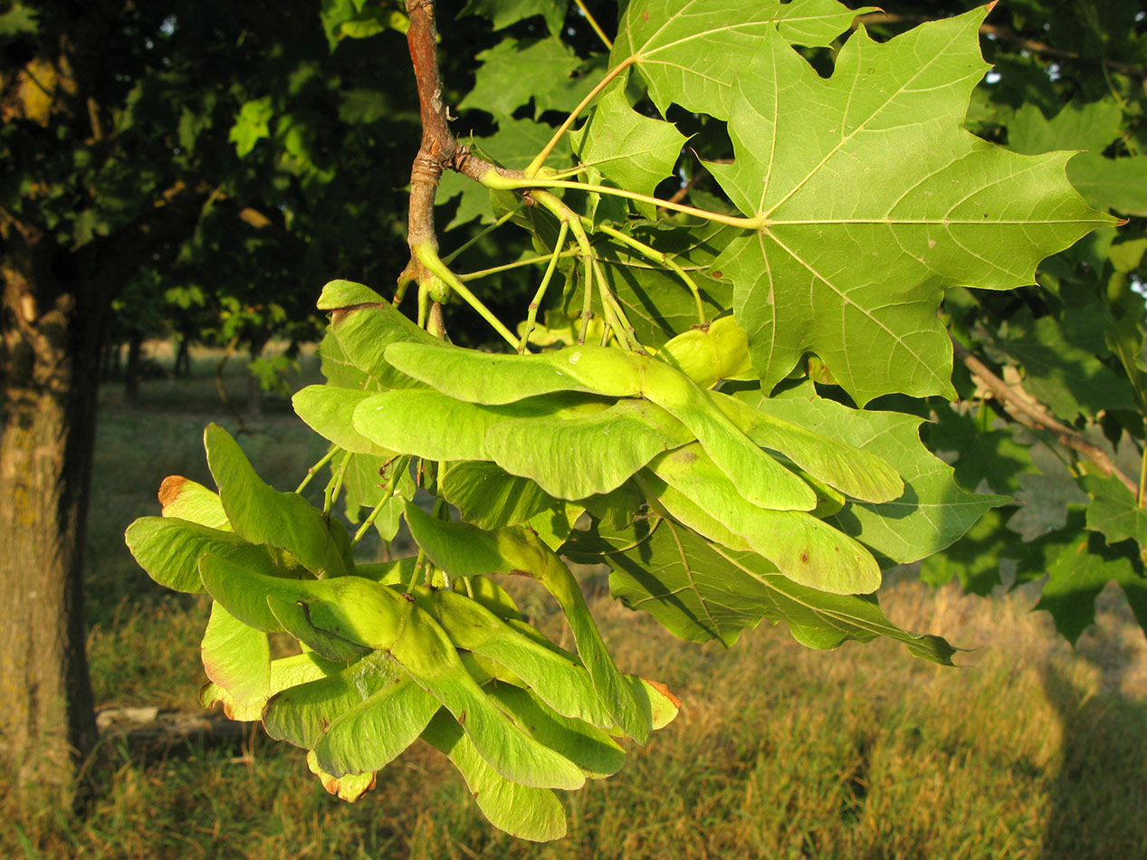 Image of Acer platanoides specimen.