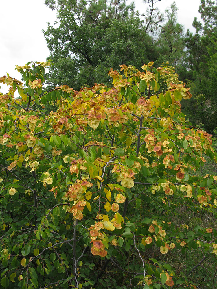 Image of Paliurus spina-christi specimen.