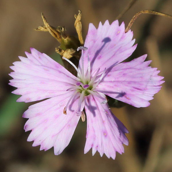 Image of genus Dianthus specimen.