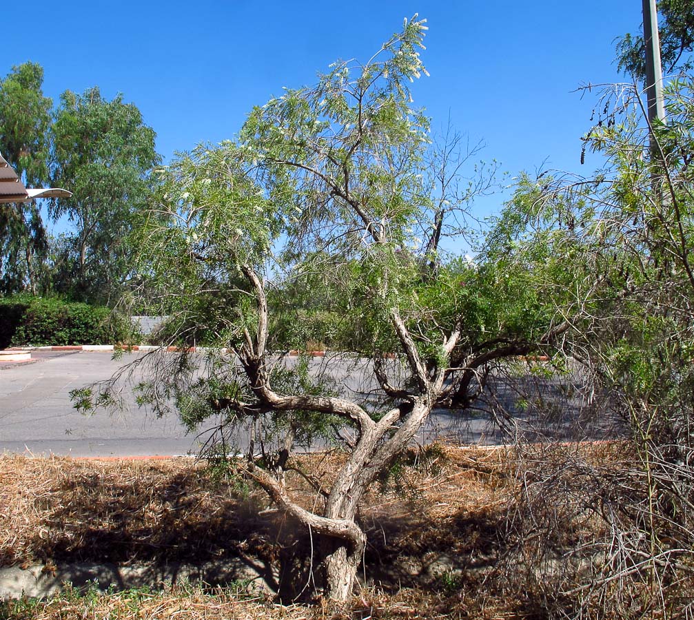 Image of Melaleuca linariifolia specimen.