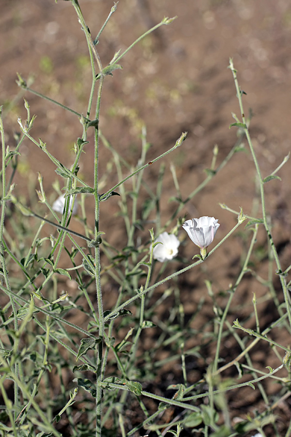 Image of Convolvulus divaricatus specimen.