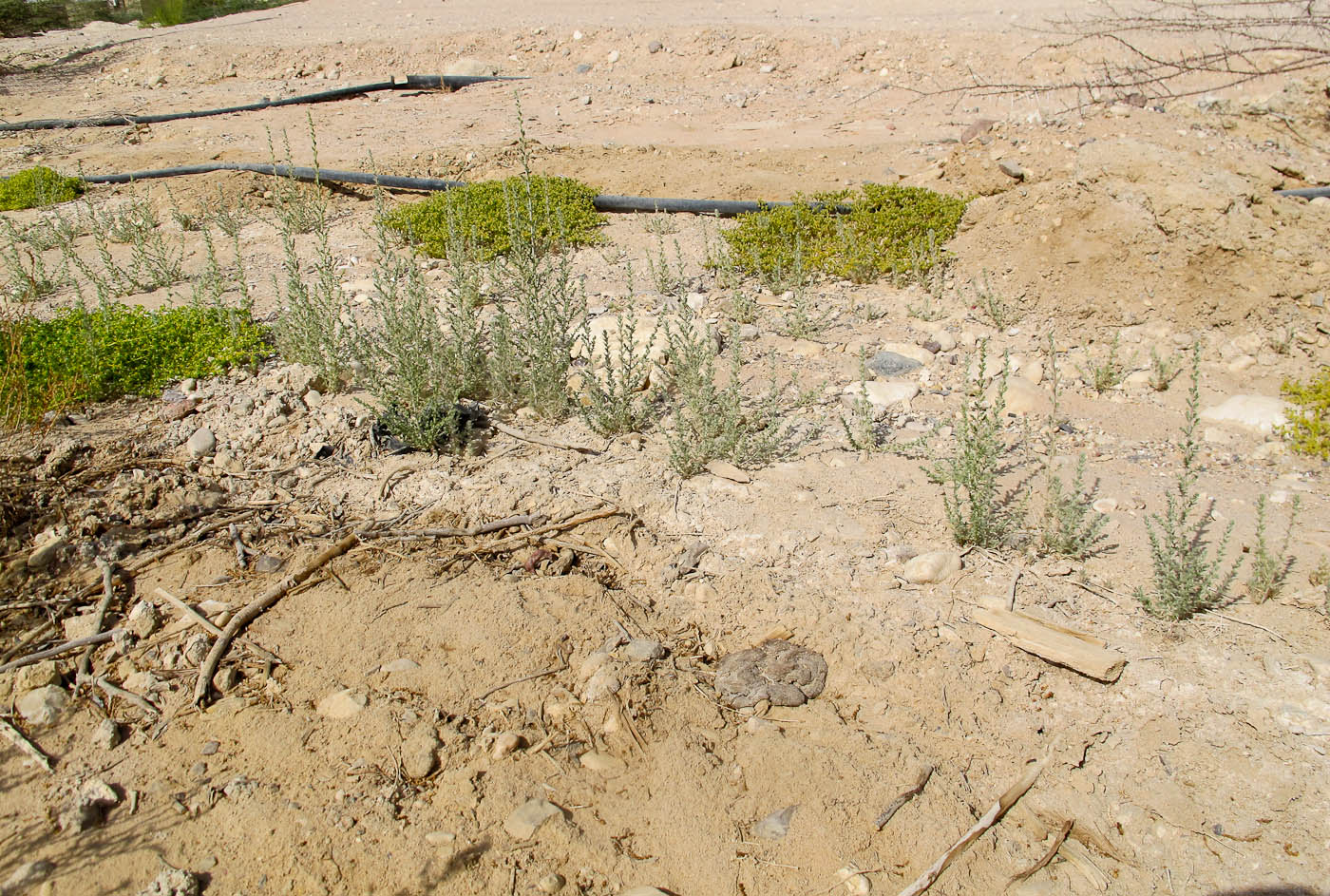 Image of Bassia muricata specimen.