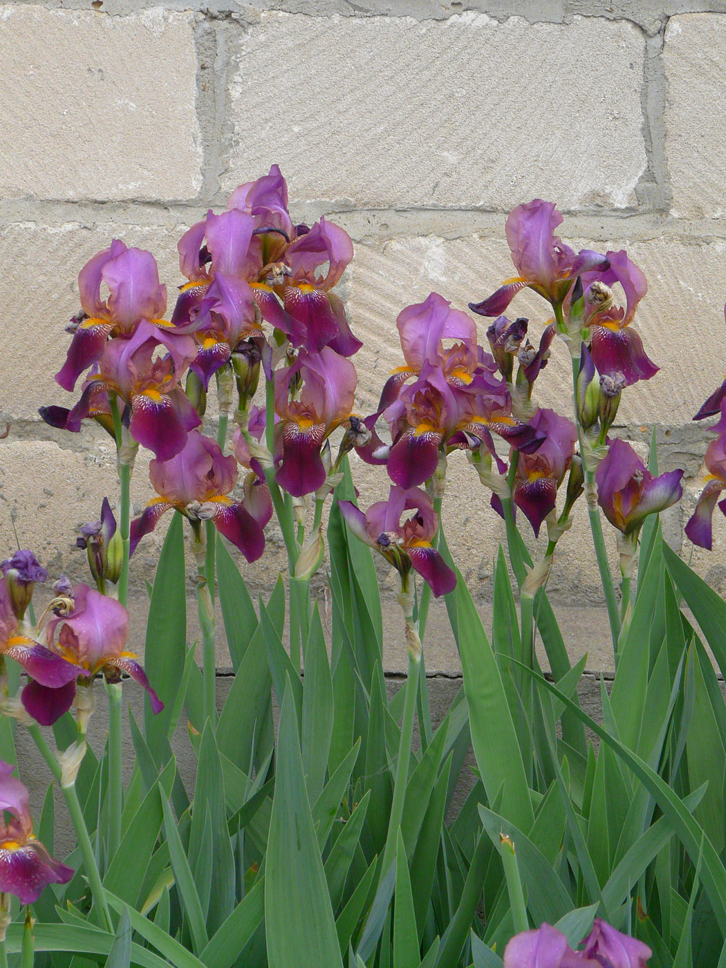 Image of genus Iris specimen.