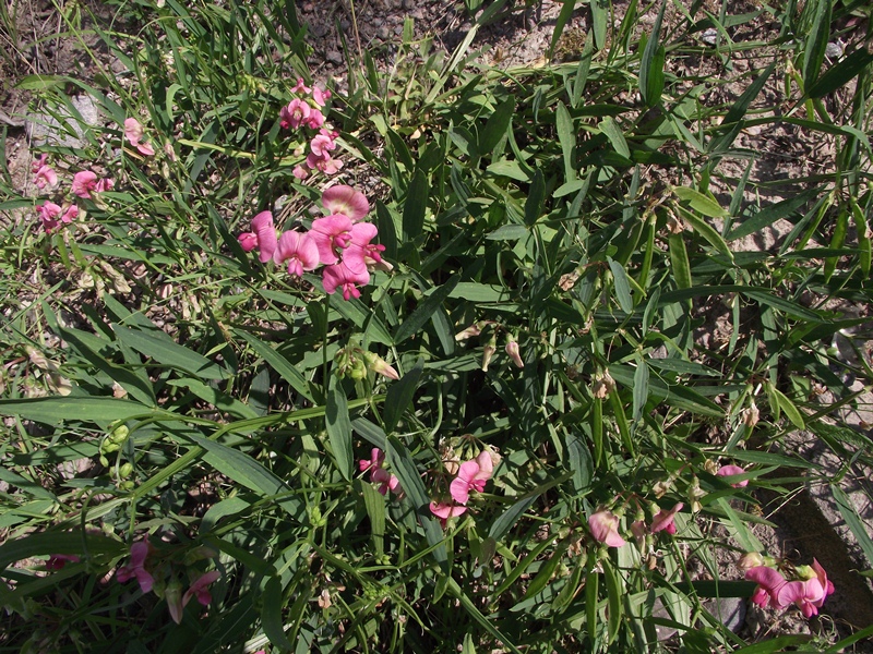 Изображение особи Lathyrus sylvestris.