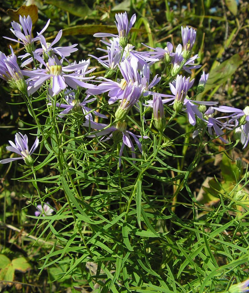 Image of Galatella dahurica specimen.