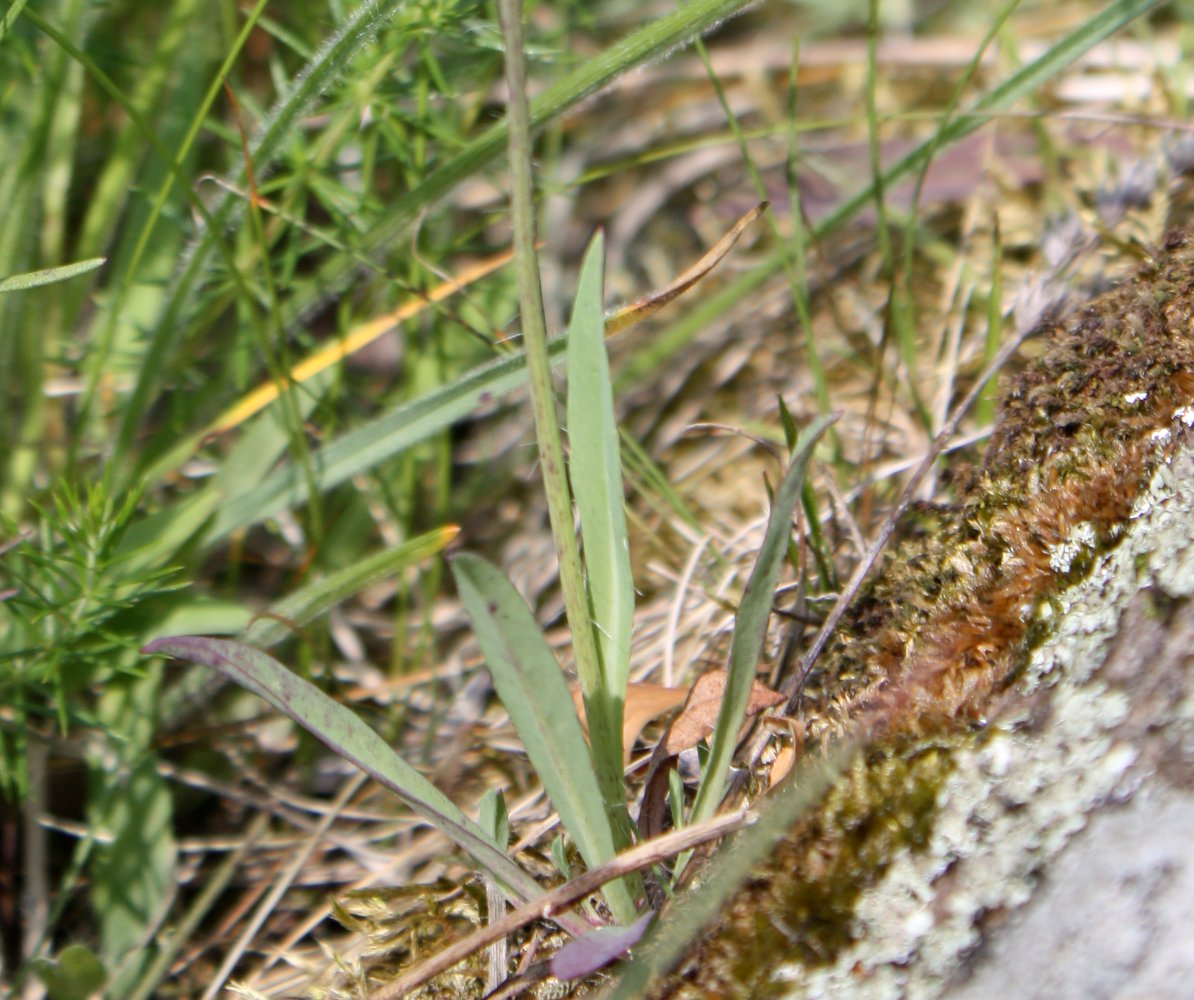 Image of Pilosella aquilonaris specimen.