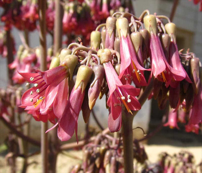 Image of Kalanchoe daigremontiana specimen.