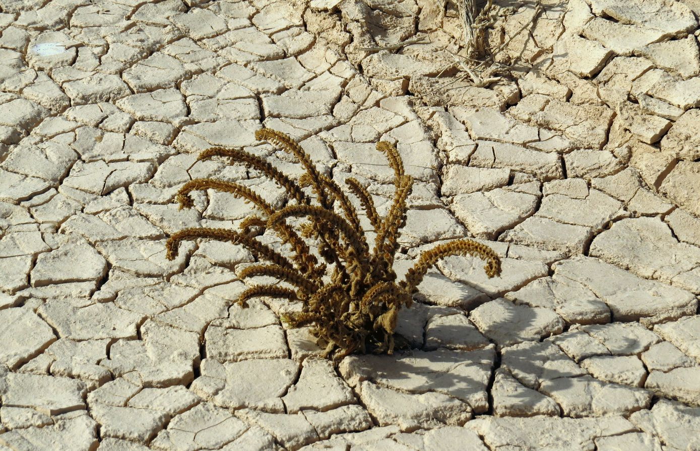 Image of Hyoscyamus desertorum  specimen.