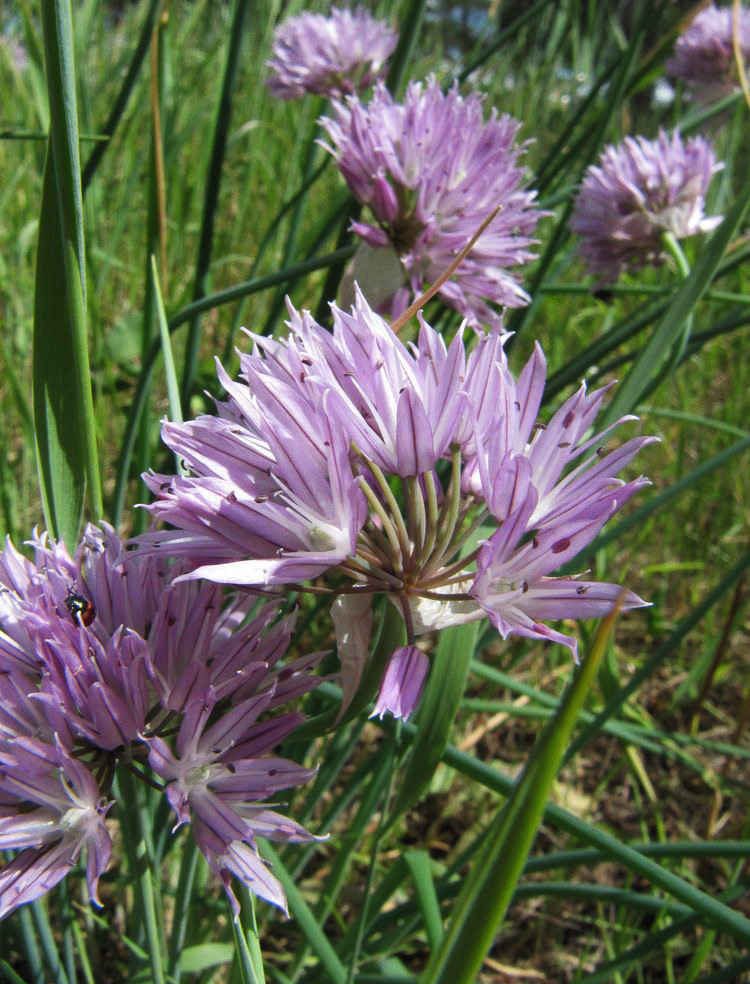 Изображение особи Allium schoenoprasum.