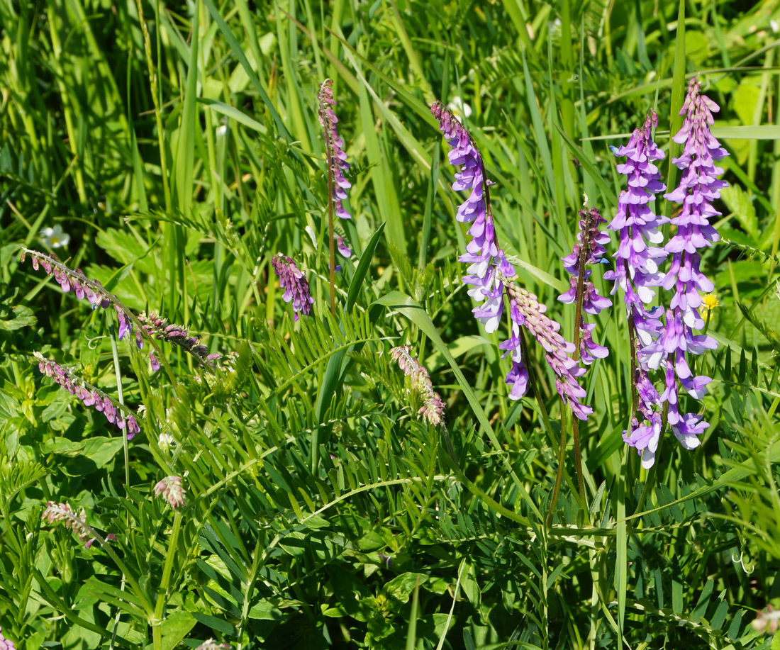 Image of Vicia tenuifolia specimen.