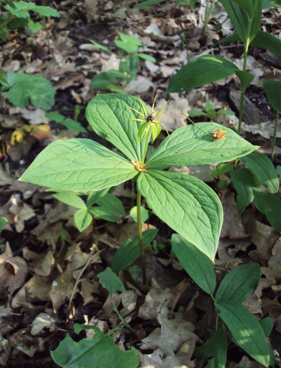 Изображение особи Paris quadrifolia.