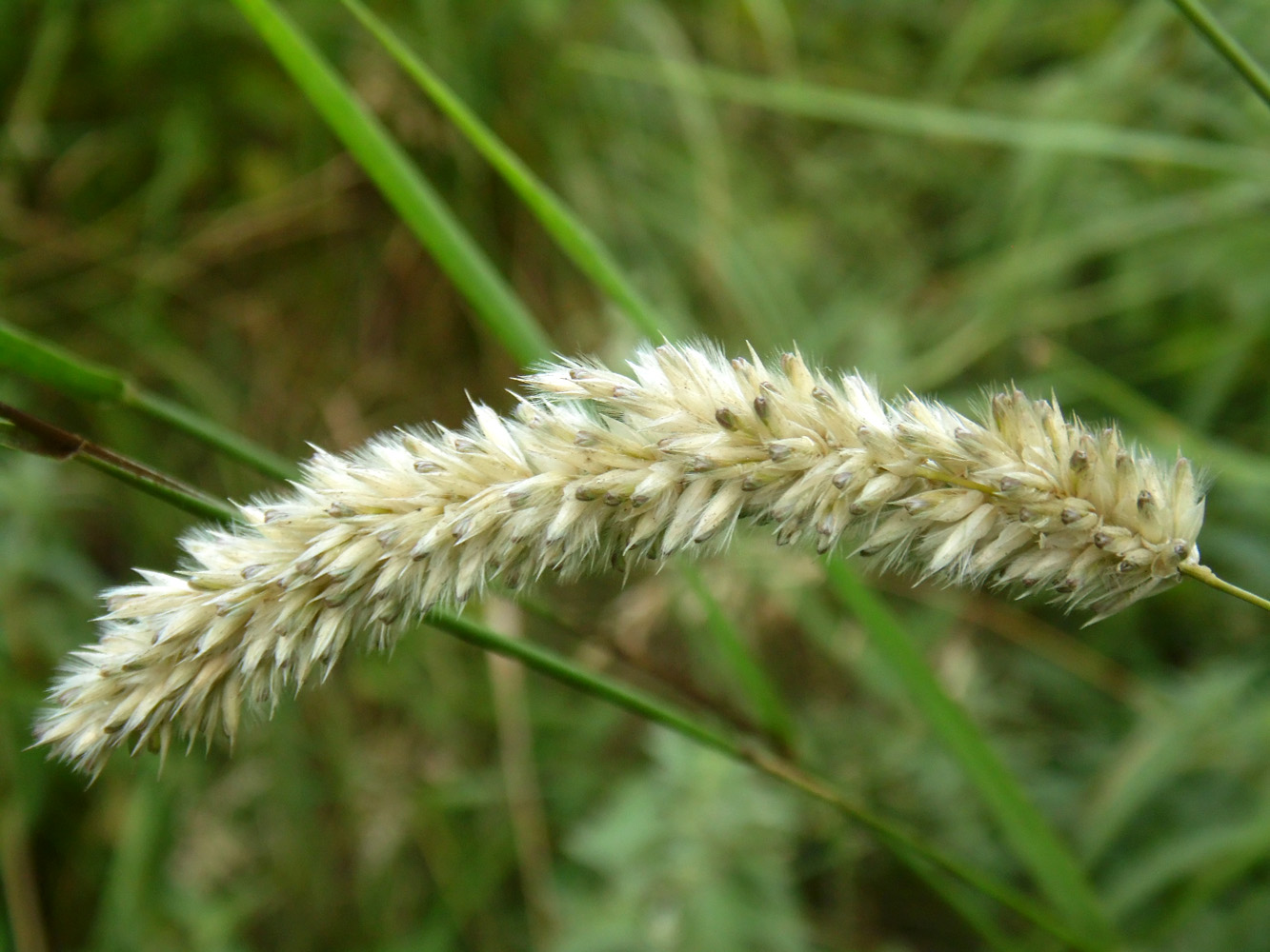 Image of Melica transsilvanica specimen.