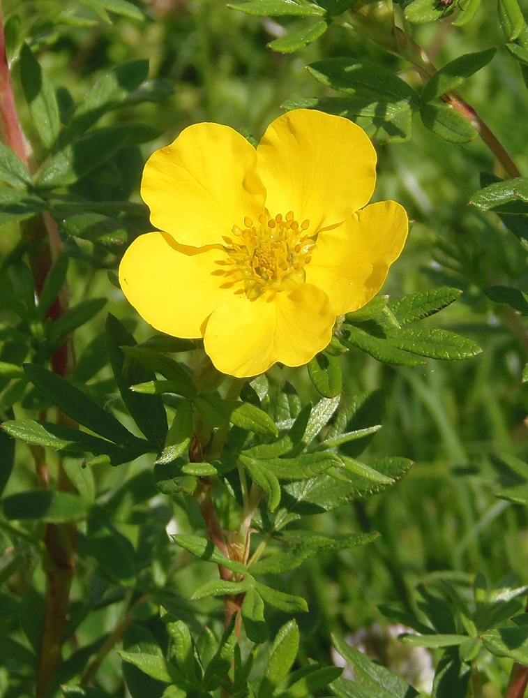 Image of Dasiphora fruticosa specimen.