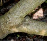 Rhamnus subspecies fallax