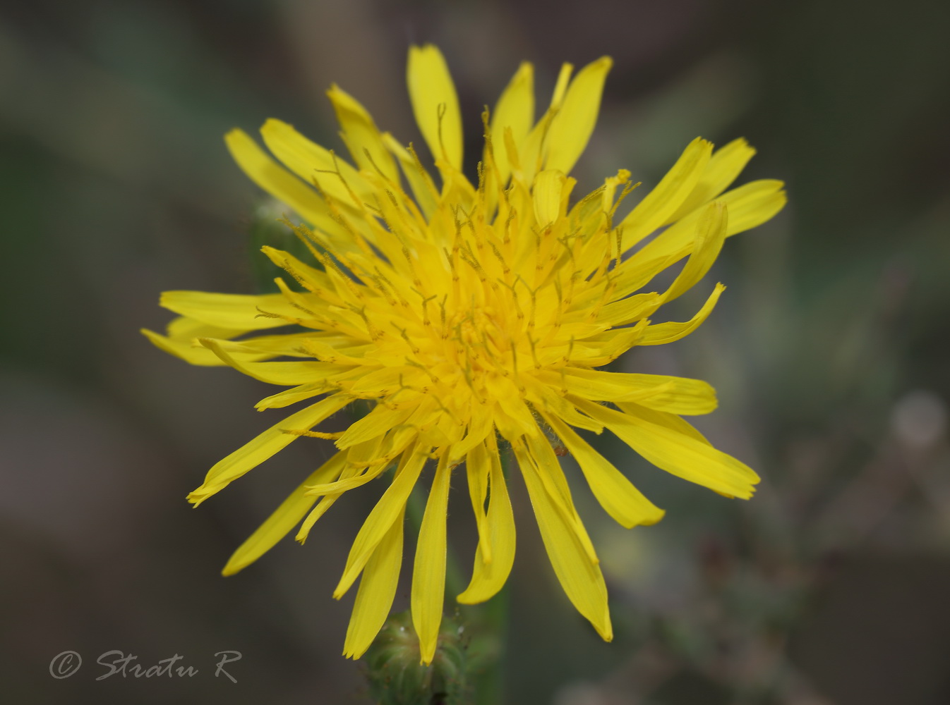 Изображение особи Sonchus arvensis.