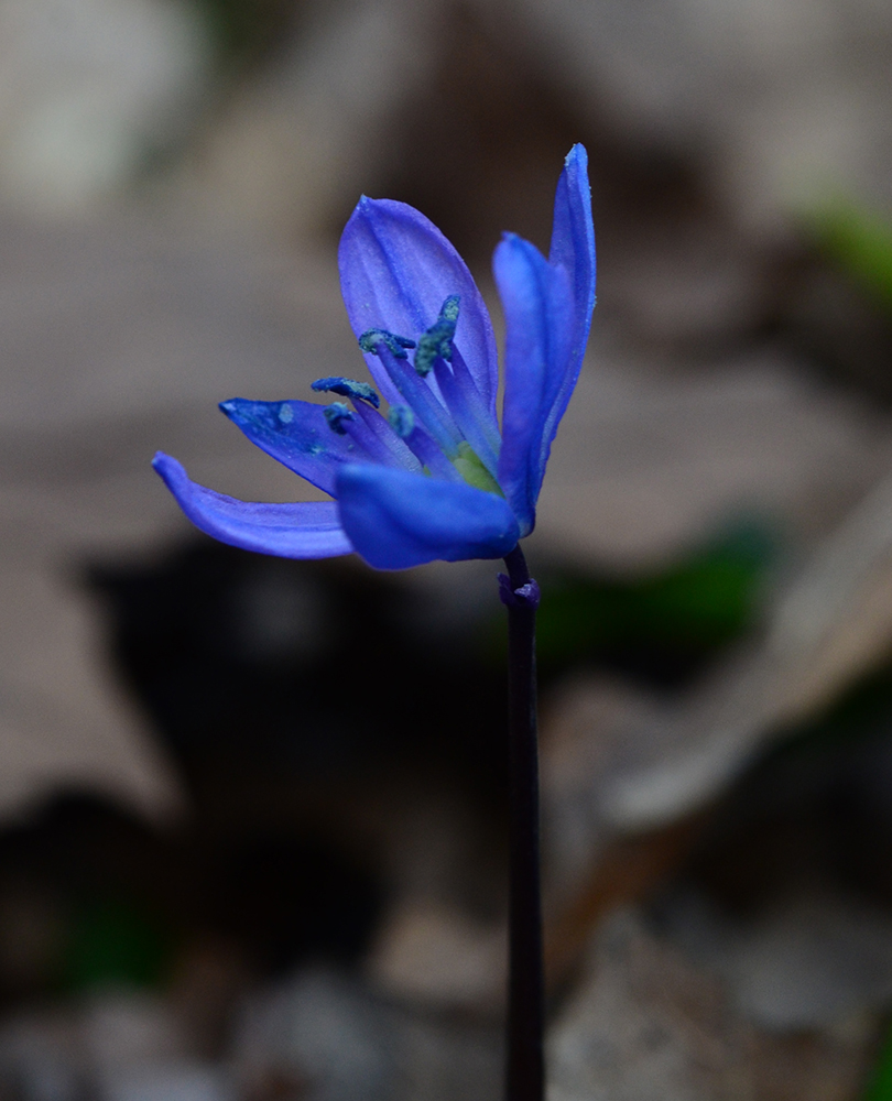 Image of genus Scilla specimen.