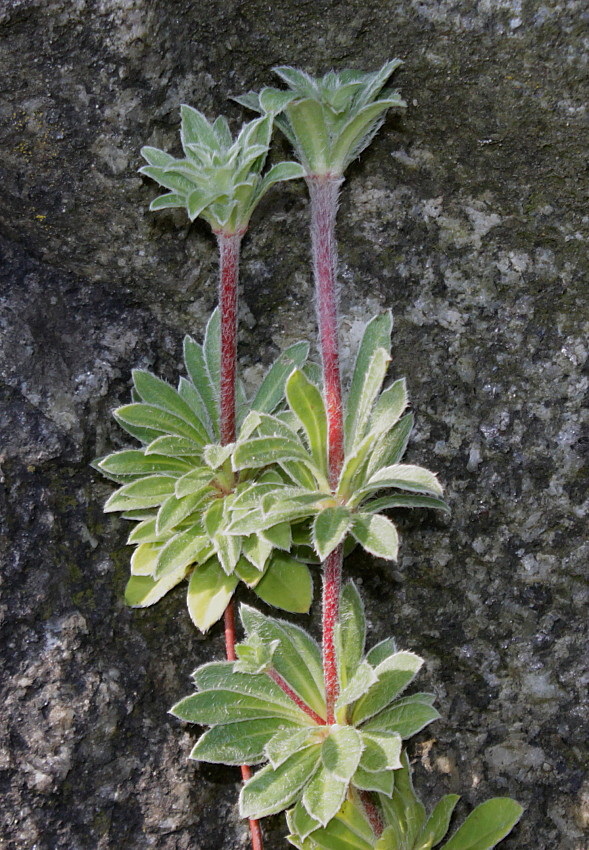 Image of Androsace sarmentosa specimen.