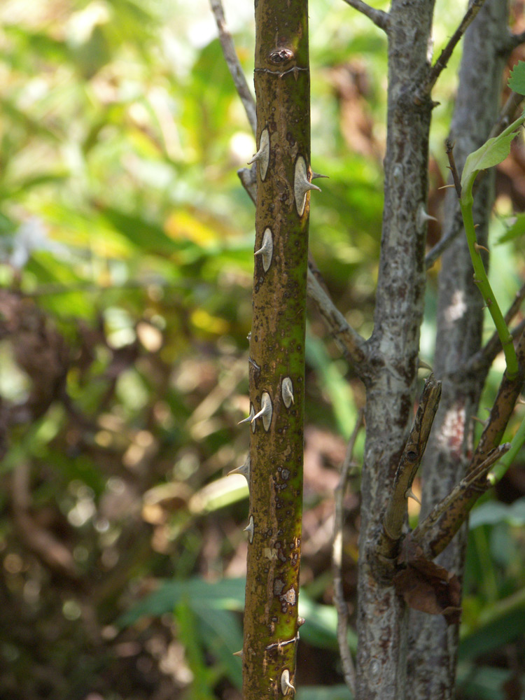 Image of Rosa arensii specimen.