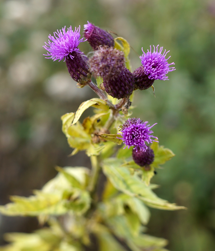 Изображение особи род Cirsium.