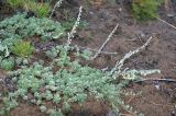 Artemisia frigida. Цветущее растение. Юг Красноярского края, окр. г. Минусинск. Август 2009 г.